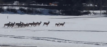 Un gruppo di cervi attraversa la ciclabile e se ne corre nei prati. Il bellissimo video di Marta