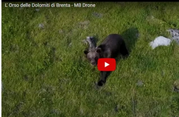 L'orso come non l'avete mai visto: ripreso sulle Dolomiti di Brenta, dall'alto con un drone